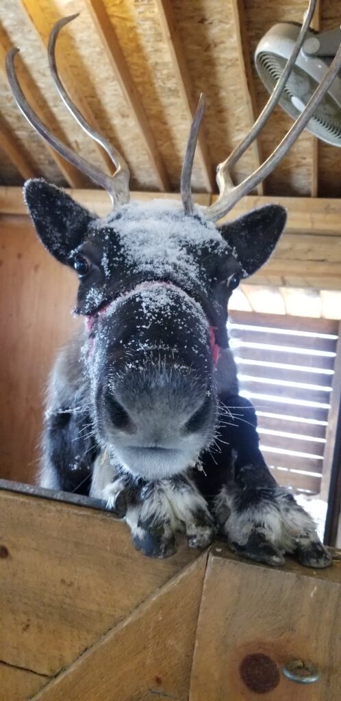Reindeer from Jessen Reindeer Ranch with hooves up on the fence in a barn.