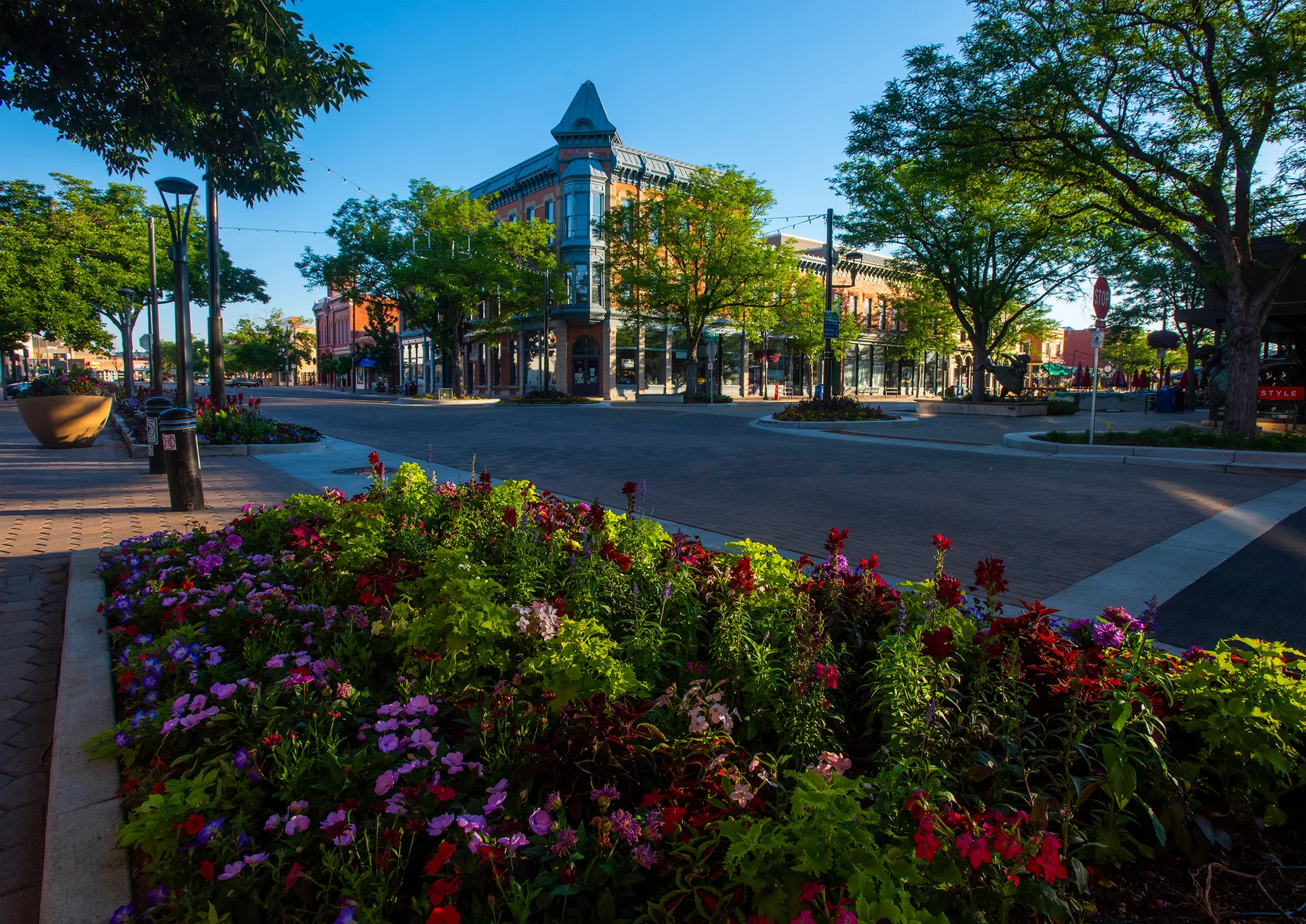 Summer Flowers in downtown fort collins